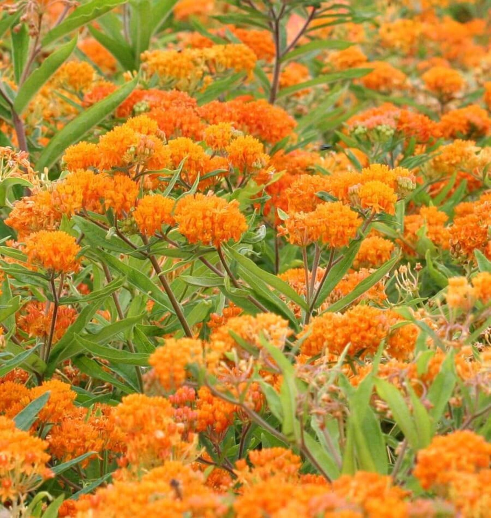 Orange Butterfly Milkweed 25 Seeds Etsy