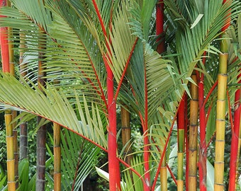 Rare Exotic Lipstick Palm 5 Seeds