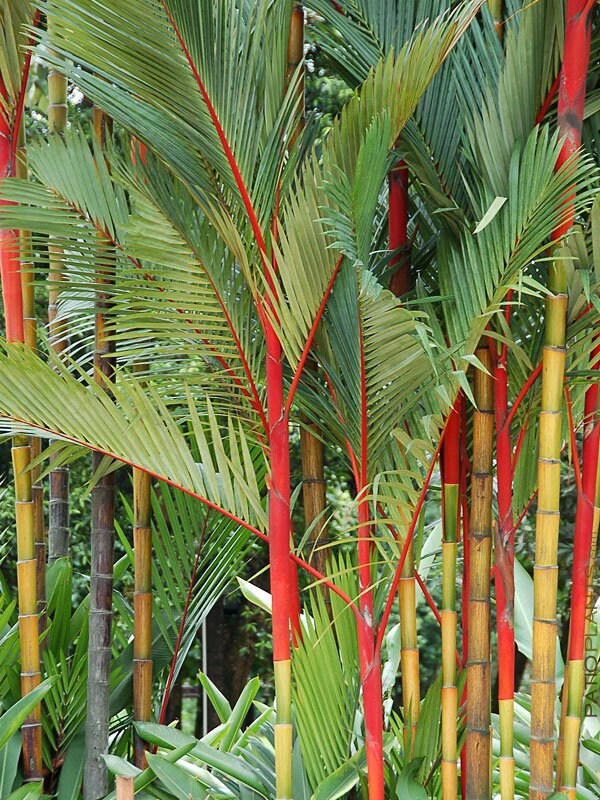 Lipstick Palm