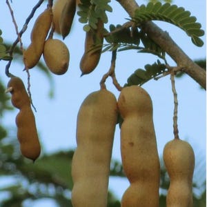 May include: A branch of a tree with brown tamarind pods hanging from it. The pods are long and slender, with a slightly curved shape. The tree is in a tropical setting, with green leaves and a blue sky in the background.