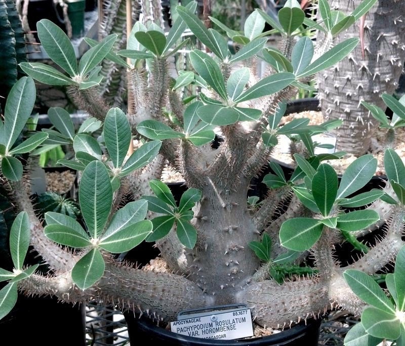 Pachypodium - Etsy Canada Pachypodium - Etsy Canada