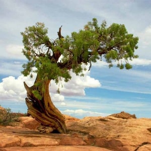 May include: A gnarled, twisted tree with green foliage grows out of a rocky, desert landscape. The tree is bent over, with its branches reaching out towards the blue sky. The sky is partly cloudy, with white clouds scattered across the blue expanse.