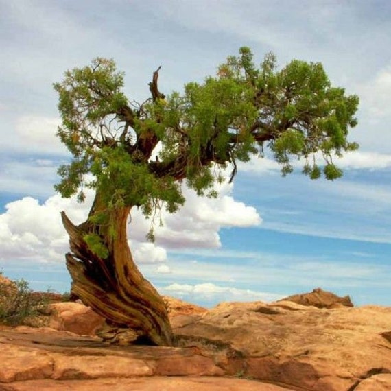 Utah Desert Juniper juniperus Osteosperma 10 Tree Seeds - Etsy Denmark