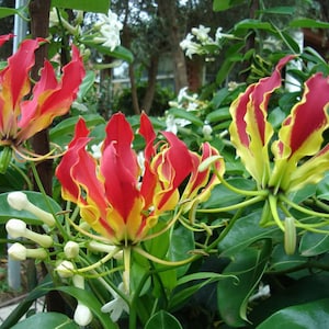 May include: Close-up of red and yellow flowers with green leaves. The flowers have a unique shape with long, pointed petals.