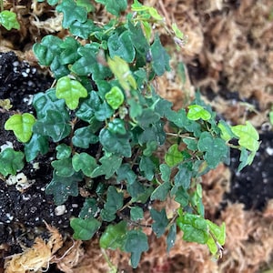 Peut inclure: Une petite plante verte avec de nombreuses feuilles poussant dans un pot avec de la mousse brune.