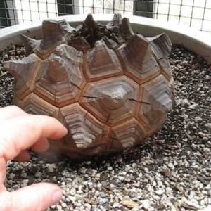 Très rare patte d'éléphant exotique (dioscorea elephantipes) 5 graines