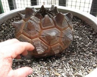 Very Rare Exotic Elephant Foot (dioscorea elephantipes) 5 Seeds