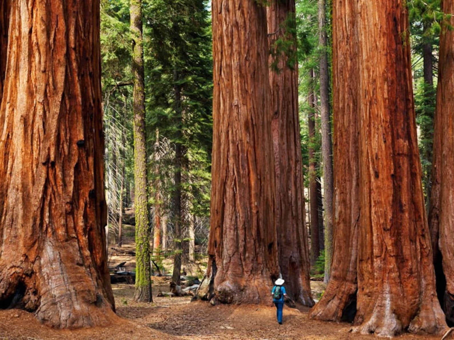 Самые большие дерево фото. Секвойя дерево. Секвойя дерево гигант. Парк Секвойя Калифорния. Секвойя Мамонтово дерево.