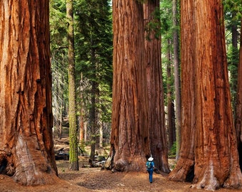 Giant Sequoia World's Largest Trees 25 Seeds