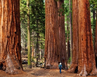 Sequoia gigante, gli alberi più grandi del mondo, 25 semi