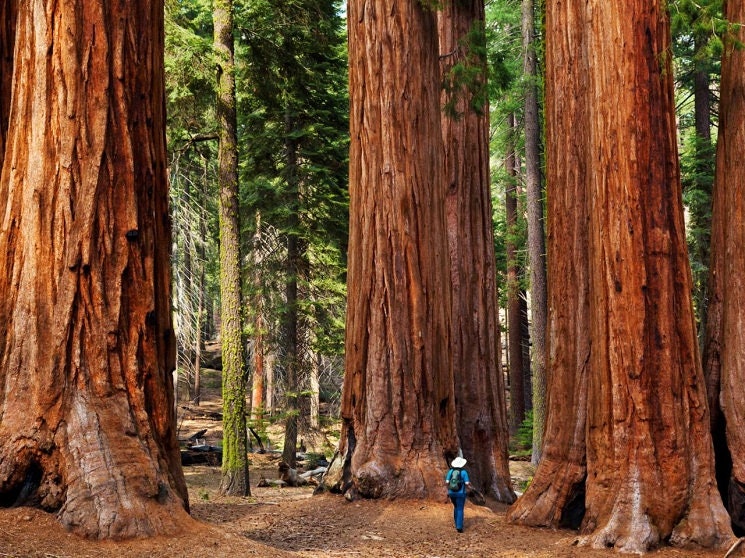 Giant Sequoia World's Largest Trees 25 Seeds - Etsy 日本