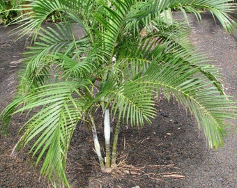 White Sand Palm (Dypsis psammophila) 5 Seeds