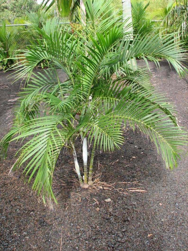 White Sand Palm Dypsis psammophila 5 Seeds image 1