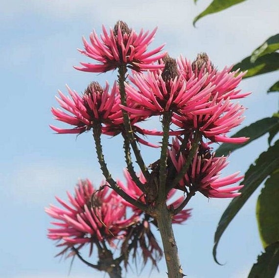 Seltene exotische Amazone Korallen Pflanze 5 Samen