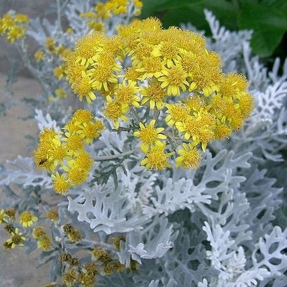Ornamental Dusty Miller Flowering 25 Seeds Etsy Canada