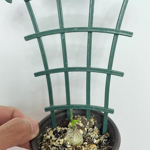 May include: A small, round, textured caudex plant with a single thin green stem growing in a dark brown plastic pot filled with gritty soil, positioned in front of a tall, arched, dark green plastic garden trellis with a grid pattern.