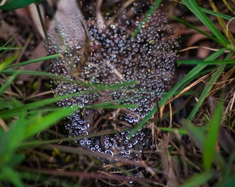 The epitome of cosmic geometry