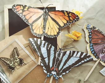 Large Butterflies For DIY Projects