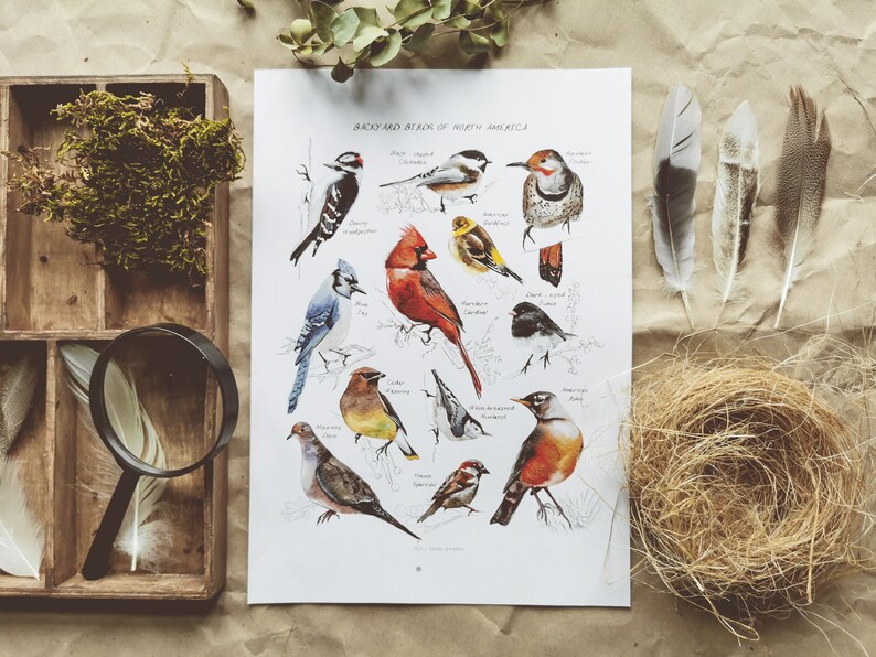 Backyard Birds of North America Poster Printable Etsy