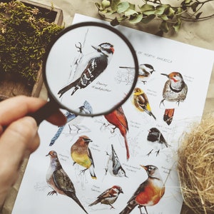 Cartel de aves del patio trasero de América del Norte, arte de pared de educación en el hogar imprimible