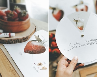 Strawberry Unit Study