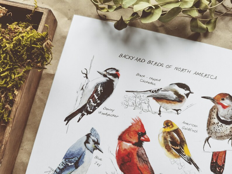 Backyard Birds of North America Poster Printable Etsy