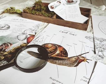 Land Snail Mini Unit Study