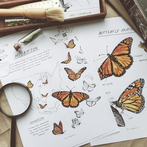 Op de afbeelding: Een set van twee educatieve illustraties over de anatomie en migratie van vlinders. De eerste illustratie toont een vlinder met gelabelde lichaamsdelen, waaronder de thorax, abdomen, vleugeladeren en poten. De tweede illustratie toont een kaart van de Verenigde Staten met een migratieroute voor vlinders, gelabeld met maanden en locaties. De tekst "MIGRATION" en "GENERATIONS" is opgenomen in de illustraties.