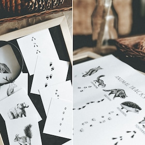 Huellas de animales imprimibles, Imprimir + tarjetas, Guía de huellas de animales del bosque, Estudio de la naturaleza, Tarjetas didácticas de animales, Impresión educativa, Estudio de animales