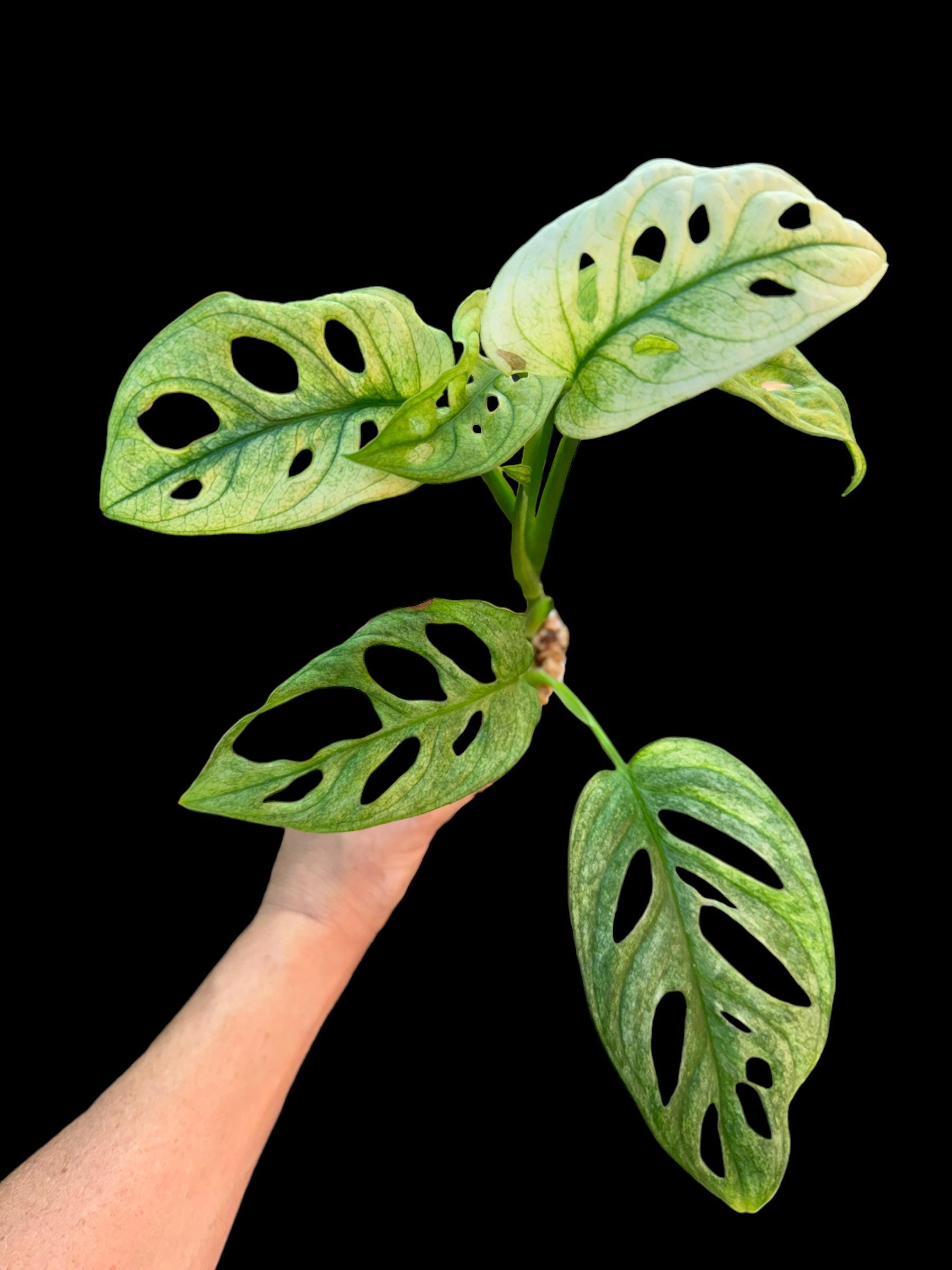 Monstera acuminata カット苗 Monstera Acuminata Mint - thebasements.com
