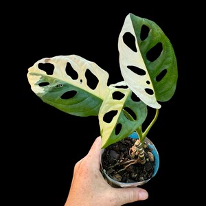 Monstera Adansonii Variegated Half Moon - Etsy
