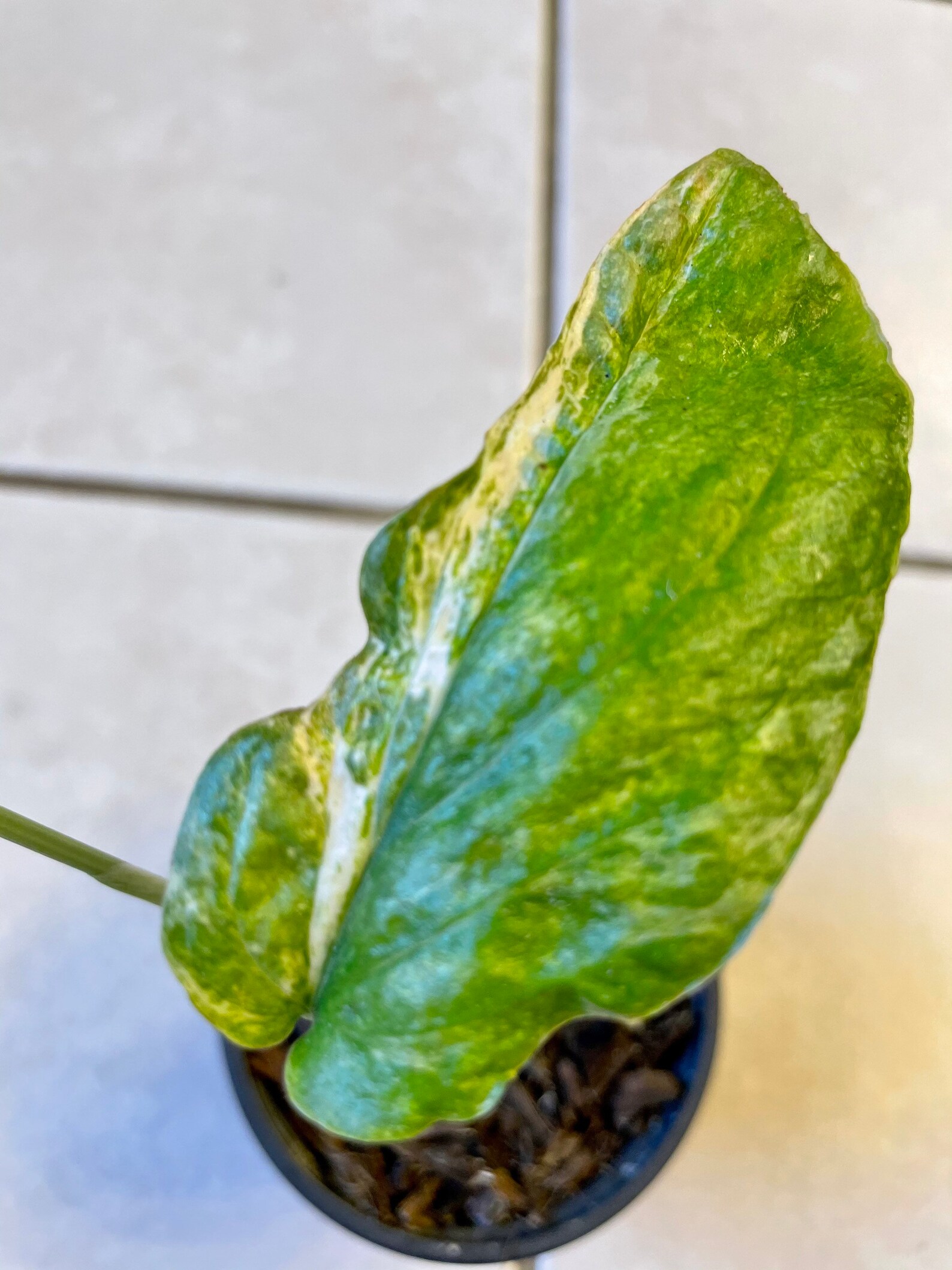USA SELLER Variegated Amydrium Medium Etsy