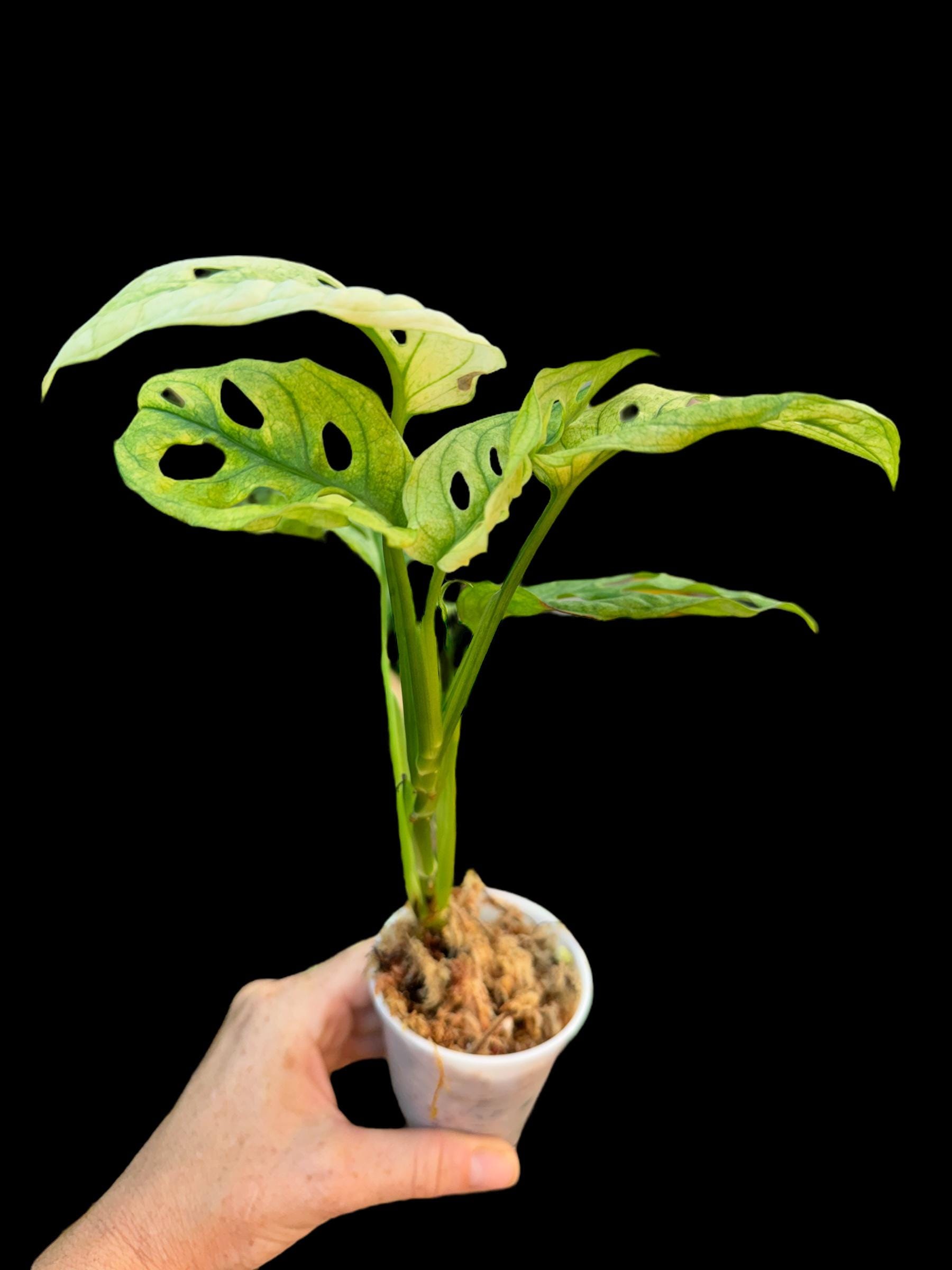 california reaper plant CAROLINA REAPER PEPPER PLANTS