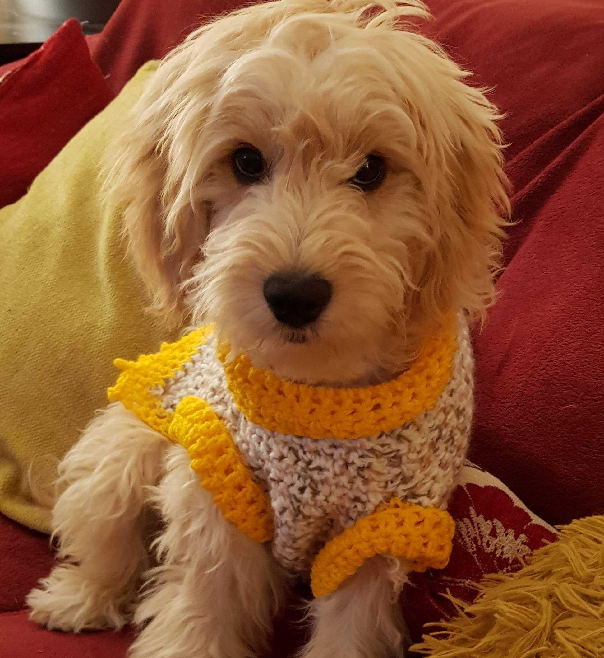 Dog Jumper Crochet Christmas Etsy