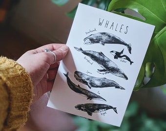 Whales print / Whale Breeds / Whale Breeds Art Print / Decor Wall Art / Sea Gift / Blue Sea Print / Whale Wall Decor / Sea Gift / Ocean Gift