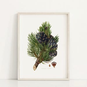 Vintage Botanical Tree Print - Classic Tree Illustration, Nature Wall Decor, Botanical Art for Living Room, Christmas gift