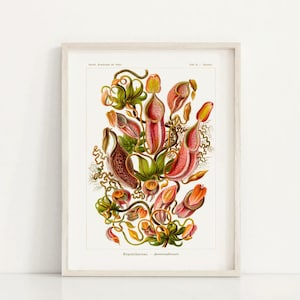 Vintage Botanical Art - Carnivorous Plant Print, Nature Wall Decor, Gift for Christmas, Living Room Art, Digital Download