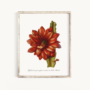 Red Botanical Flower Art - Vintage Floral Illustration, Botanical Wall Decor, Classic Red Flower Art Print, Bedroom Botanical Gift