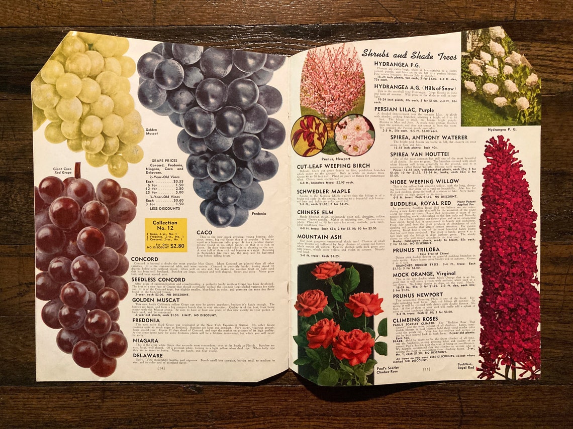 Vintage 1945 Garden Success Catalog Stromer's South Etsy