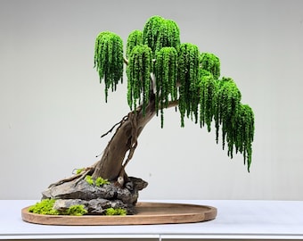 Preserved Bonsai Weeping Willow Tree "Eternal" Presved Moss, Natural Trunk, Natural rock