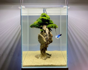 Natural Bonsai decoration for a freshwater aquarium