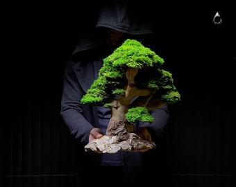 Preserved Bonsai "Eternal" Presved Moss, Natural Trunk, Natural Rock