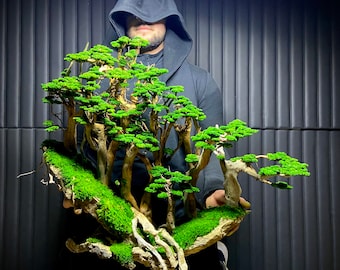 Semi Artificial Preserved Bonsai "Eternal" Presved Moss, Natural Trunk, Natural rock