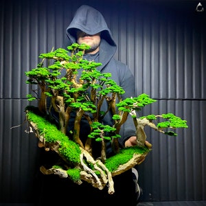 Peut inclure: Un bonsaï méticuleusement conçu avec un feuillage vert vif et une base recouverte de mousse. L'arbre miniature présente de multiples troncs et branches, créant une présentation naturelle et artistique. Le bonsaï est une œuvre d'art vivante unique.