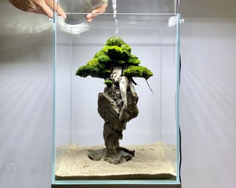 Natural Bonsai decoration for a freshwater aquarium