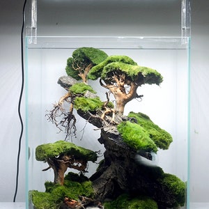 Ancient Stone glued aquascape for nano aquarium image 3