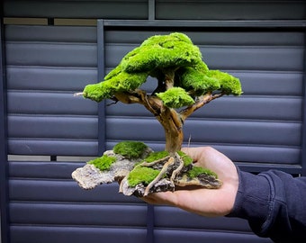 Nano Aquarium Bonsai Tree