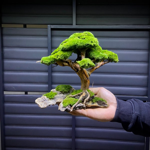 Nano Aquarium Bonsai Tree