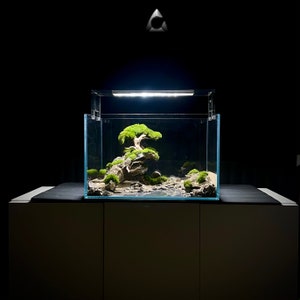 Bonsaï unique posé sur un rocher pour aquarium d'eau douce. image 1