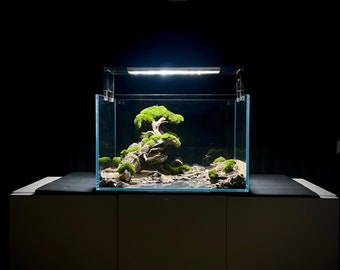 Bonsaï unique posé sur un rocher pour aquarium d'eau douce.